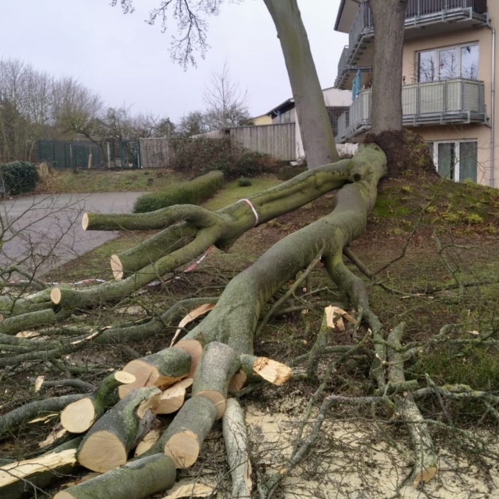 Baumfällarbeiten Usedom Wohnhaus Baumfällarbeiten Usedom Wohnhaus