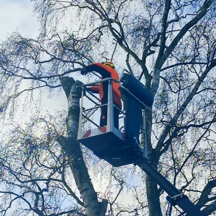 Baumfällarbeiten Kran Hebebühne Baumfällarbeiten Kran Hebebühne